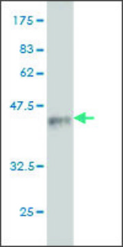 Monoclonal Anti-DNER antibody produced in mouse clone 4E8, purified immunoglobulin, buffered aqueous solution