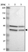 Anti-GPANK1 antibody produced in rabbit Prestige Antibodies® Powered by Atlas Antibodies, affinity isolated antibody, buffered aqueous glycerol solution