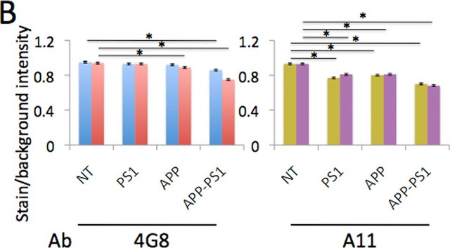 Anti-Amyloid Oligomer Antibody, &#945;&#946;, oligomeric serum, Chemicon&#174;