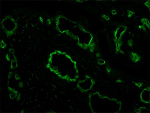 抗CD4-FITC小鼠单克隆抗体 clone WM-59, purified from hybridoma cell culture