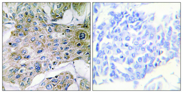 Anti-COX7S antibody produced in rabbit affinity isolated antibody