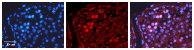 Anti-CREB1 antibody produced in rabbit IgG fraction of antiserum