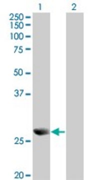 Monoclonal Anti-PRDX4 antibody produced in mouse clone 2C12, ascites fluid