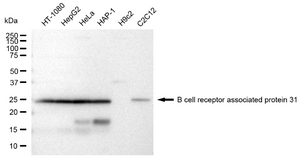 KD-Validated Anti B cell receptor associated protein 31 Antibody, clone 23GB3680, Rabbit Monoclonal clone 23GB3680, recombinant rabbit monoclonal, expressed in HEK293 cells