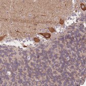Anti-HS3ST5 antibody produced in rabbit Prestige Antibodies® Powered by Atlas Antibodies, affinity isolated antibody
