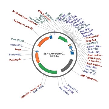 PSF-CMV-PURO-COOH-TEV-STREP - C-TERMINAL STREP TAG MAMMALIAN PLASMID plasmid vector for molecular cloning