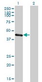 Monoclonal Anti-TRIM63 antibody produced in mouse clone 6G6, purified immunoglobulin, buffered aqueous solution