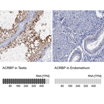 Anti-ACRBP antibody produced in rabbit Prestige Antibodies&#174; Powered by Atlas Antibodies, affinity isolated antibody, buffered aqueous glycerol solution