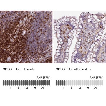 Anti-CD3G antibody produced in rabbit Prestige Antibodies&#174; Powered by Atlas Antibodies, affinity isolated antibody, buffered aqueous glycerol solution