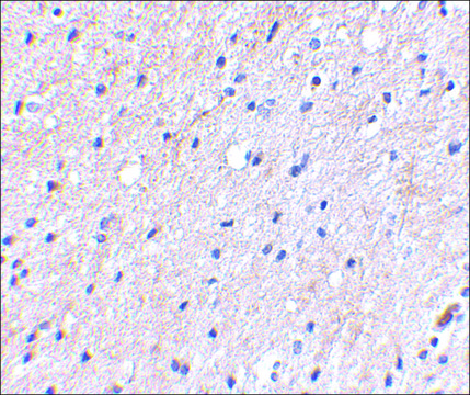 Anti-NIPSNAP (ab1) antibody produced in rabbit affinity isolated antibody, buffered aqueous solution