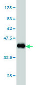 Monoclonal Anti-STK38 antibody produced in mouse clone 6G11, purified immunoglobulin, buffered aqueous solution