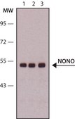 Anti-NONO antibody, Mouse monoclonal clone NC5, purified from hybridoma cell culture