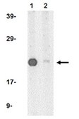 Anti-PERP Antibody from rabbit, purified by affinity chromatography