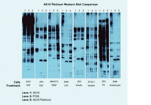 Anti-Phosphotyrosine Antibody, 4G10&#174; Platinum clone 4G10, Upstate&#174;, from mouse