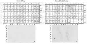 Anti-trimethyl-Histone H4 (Lys20), Antibody, rabbit monoclonal culture supernatant, Upstate®