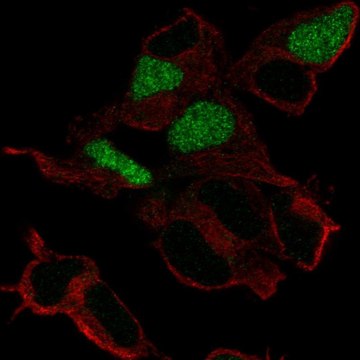 Anti-POU3F3 antibody produced in rabbit Prestige Antibodies&#174; Powered by Atlas Antibodies, affinity isolated antibody