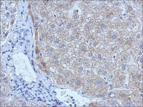 Anti-PLAT antibody produced in rabbit