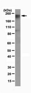 Anti-Dnmt1 Antibody, clone DNM-2C1 clone DNM-2C1, from rat