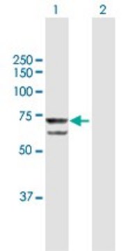 Anti-PRPF31 antibody produced in mouse purified immunoglobulin, buffered aqueous solution