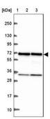 Anti-EIF3D antibody produced in rabbit Prestige Antibodies® Powered by Atlas Antibodies, affinity isolated antibody, buffered aqueous glycerol solution