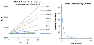 MMP-1 Inhibitor Screening Kit Sufficient for 100 Fluorometric tests