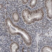 Anti-ATF7IP antibody produced in rabbit Prestige Antibodies® Powered by Atlas Antibodies, affinity isolated antibody, buffered aqueous glycerol solution