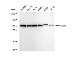 Anti GART Antibody, clone 23GB5520, Rabbit Monoclonal clone 23GB5520, recombinant rabbit monoclonal, expressed in HEK293 cells