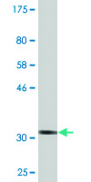 Monoclonal Anti-ZNF266 antibody produced in mouse clone 1B9, purified immunoglobulin, buffered aqueous solution