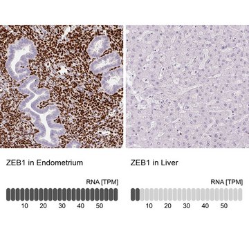 Monoclonal Anti-ZEB1 antibody produced in mouse Prestige Antibodies&#174; Powered by Atlas Antibodies, clone CL0151, purified immunoglobulin, buffered aqueous glycerol solution