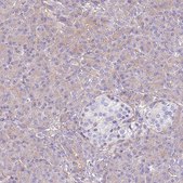 Anti-NAALADL1 antibody produced in rabbit Prestige Antibodies® Powered by Atlas Antibodies, affinity isolated antibody, buffered aqueous glycerol solution