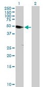 Anti-ANKS1A antibody produced in mouse purified immunoglobulin, buffered aqueous solution
