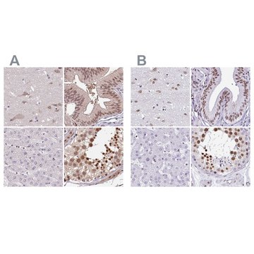 Anti-DR1 antibody produced in rabbit Prestige Antibodies&#174; Powered by Atlas Antibodies, affinity isolated antibody, buffered aqueous glycerol solution