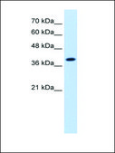 Anti-IDH3A antibody produced in rabbit IgG fraction of antiserum