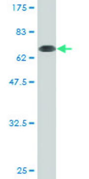 Monoclonal Anti-POLK antibody produced in mouse clone 4F12, purified immunoglobulin, buffered aqueous solution