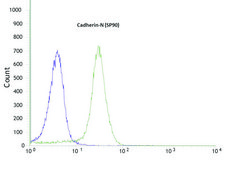Anti-N-Cadherin, Rabbit monoclonal recombinant, expressed in proprietary host, clone SP90, affinity isolated antibody