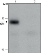 Monoclonal Anti-GPI antibody produced in mouse culture supernatant