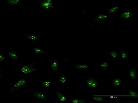 Anti-NIP7 antibody produced in mouse purified immunoglobulin, buffered aqueous solution