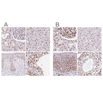 Anti-GNL3 antibody produced in rabbit Prestige Antibodies&#174; Powered by Atlas Antibodies, affinity isolated antibody, buffered aqueous glycerol solution