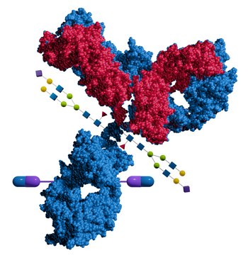 Enhanced Microbial Transglutaminase Glycosylation tolerant, for site-specific antibody bioconjugation