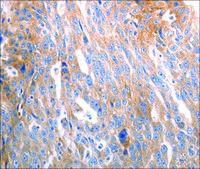 Anti-SLC44A1 antibody produced in rabbit affinity isolated antibody