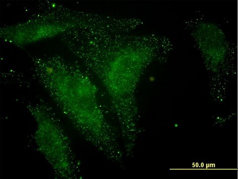 Monoclonal Anti-NELL1 antibody produced in mouse clone 6A8, purified immunoglobulin, buffered aqueous solution