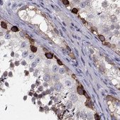 Anti-HSP90AB1 antibody produced in rabbit Prestige Antibodies® Powered by Atlas Antibodies, affinity isolated antibody