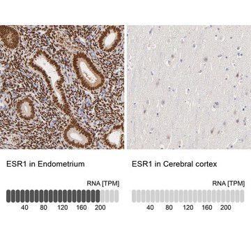 Anti-ESR1 antibody produced in rabbit Prestige Antibodies&#174; Powered by Atlas Antibodies, affinity isolated antibody, buffered aqueous glycerol solution