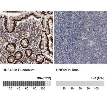 Anti-HNF4A antibody produced in rabbit Prestige Antibodies&#174; Powered by Atlas Antibodies, affinity isolated antibody, buffered aqueous glycerol solution