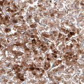 Monoclonal Anti-PNMT antibody produced in mouse Prestige Antibodies® Powered by Atlas Antibodies, clone CL11434, purified antibody (Protein A)