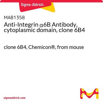 Anti-Integrin &#945;6B Antibody, cytoplasmic domain, clone 6B4 clone 6B4, Chemicon&#174;, from mouse