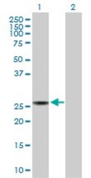 Anti-SPR antibody produced in rabbit purified immunoglobulin, buffered aqueous solution