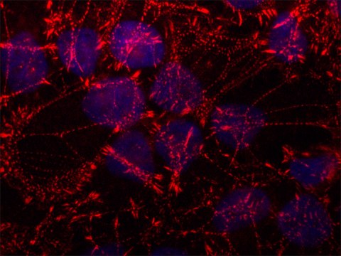 Anti-SORBS2 antibody, Mouse monoclonal clone S13N, purified from hybridoma cell culture