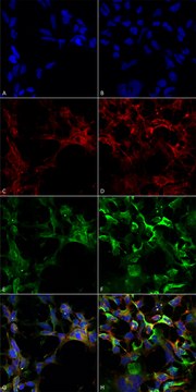 Monoclonal Anti-Dityrosine-Atto 594 antibody produced in mouse clone 10A6