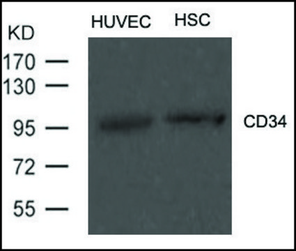 Anti-CD34 antibody produced in rabbit affinity isolated antibody